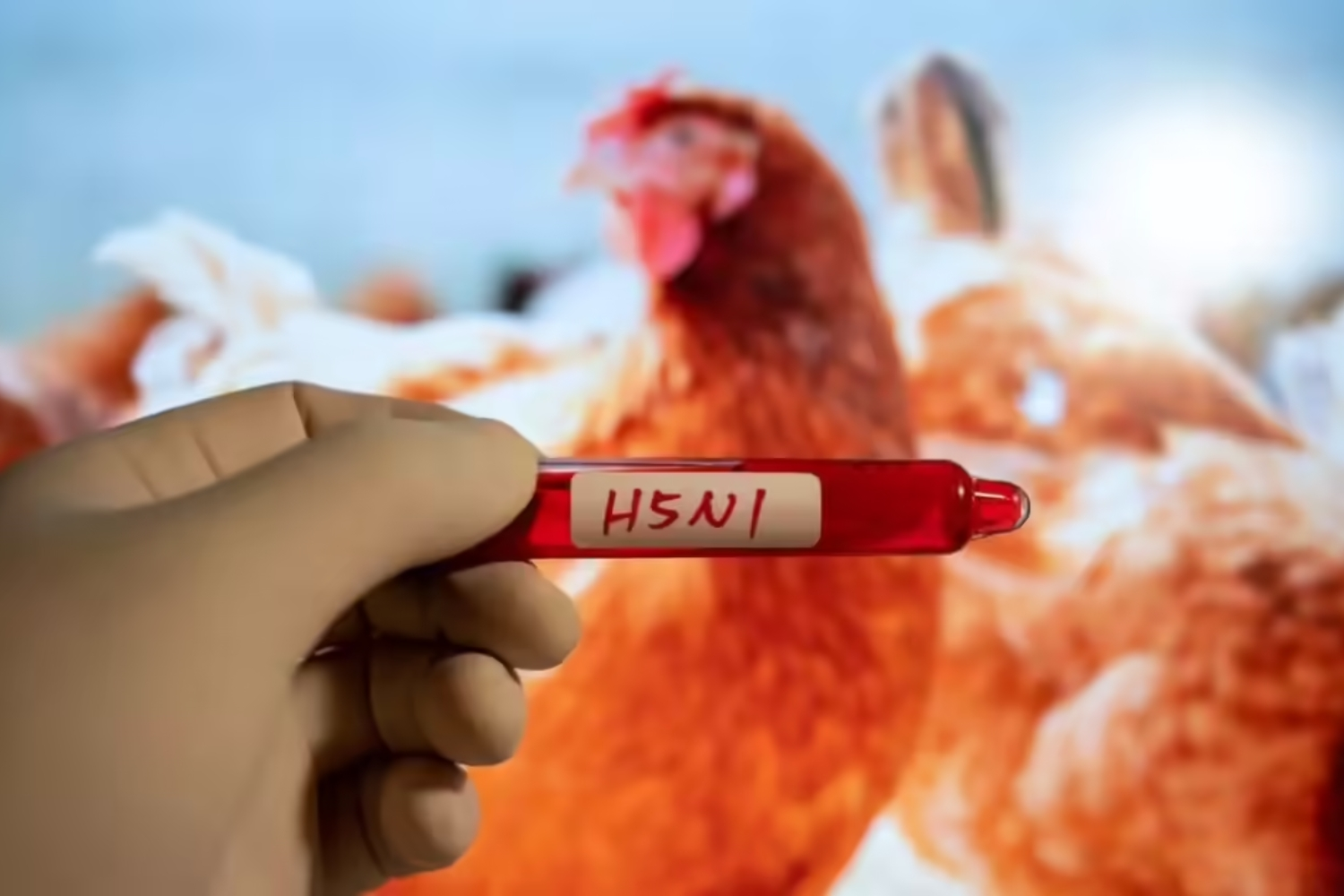 Bird Flu’s Heat-Resistant Genetics Reveal a Hidden Threat to Human Immunity