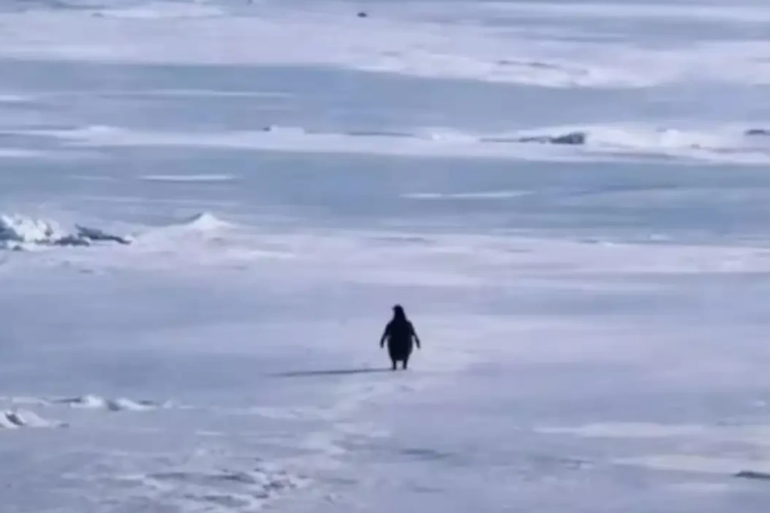 The Nihilist Penguin: How a Solitary Walk in Antarctica Took the Internet by Storm 