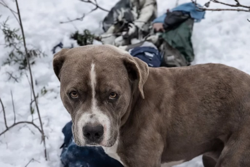 Pitbull Stays Beside Deceased Owner for Four Days in Himachal Snow, Internet Heartbroken